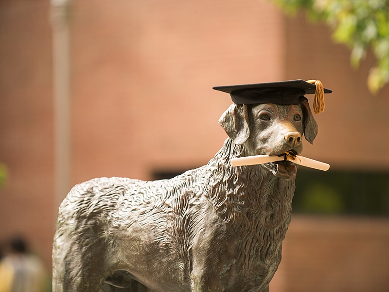 Retriever Dog statue with a graduation cap on it's head and a diploma in it's mouth.