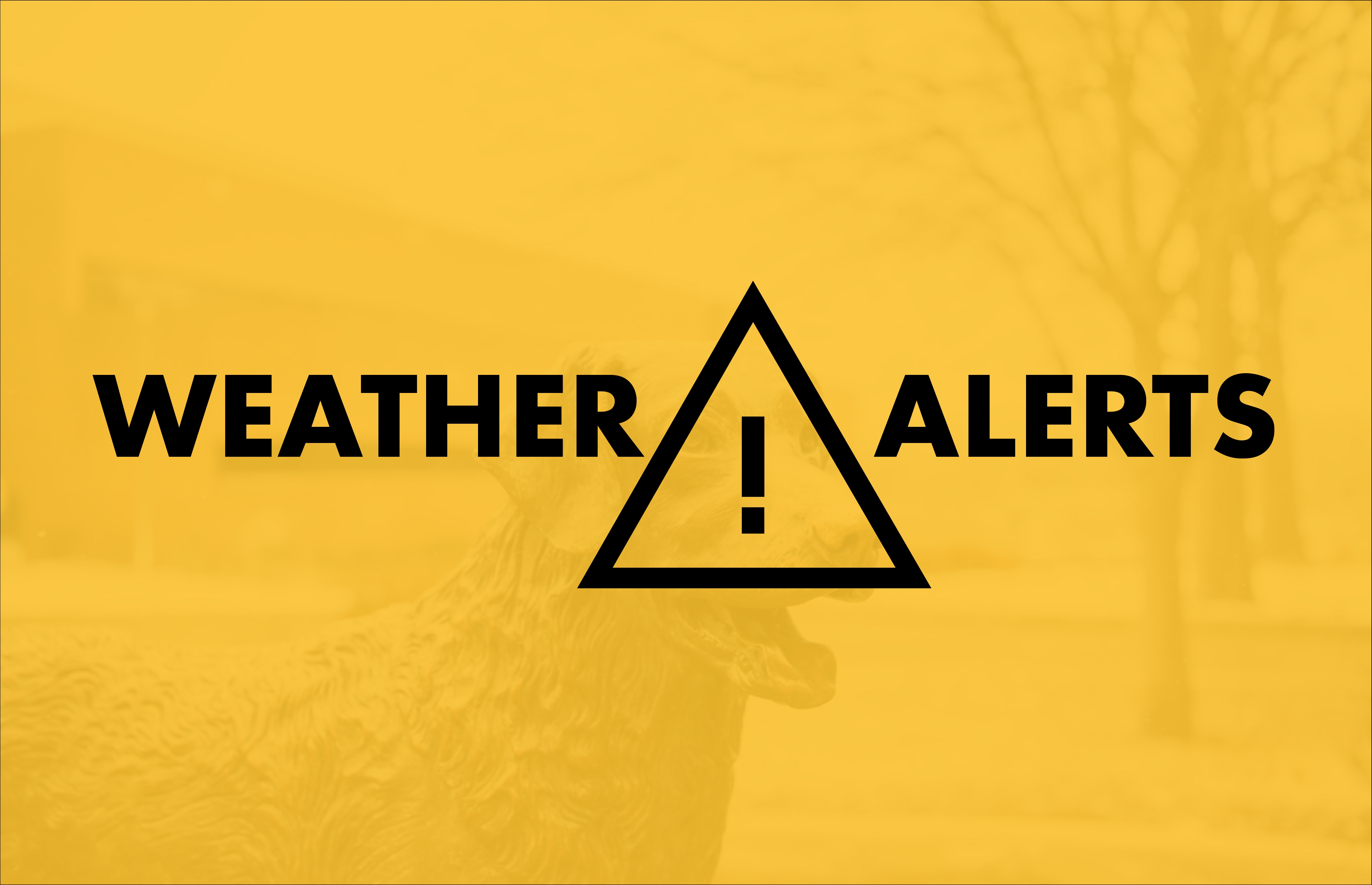 Black text that reads weather alerts with a caution triangle in the middle and gold background.