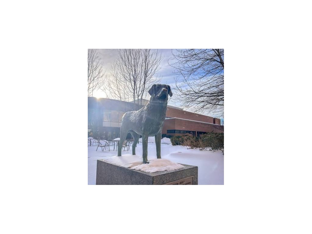 Dog in snow