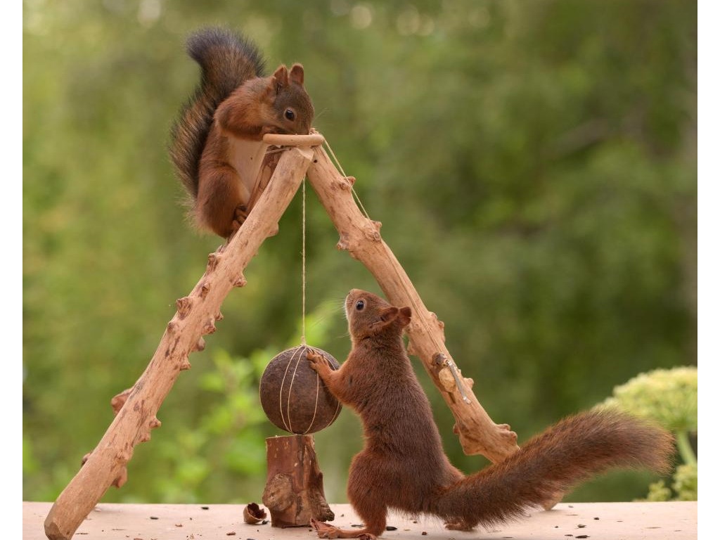 Two squirrels are trying to crack a nut.