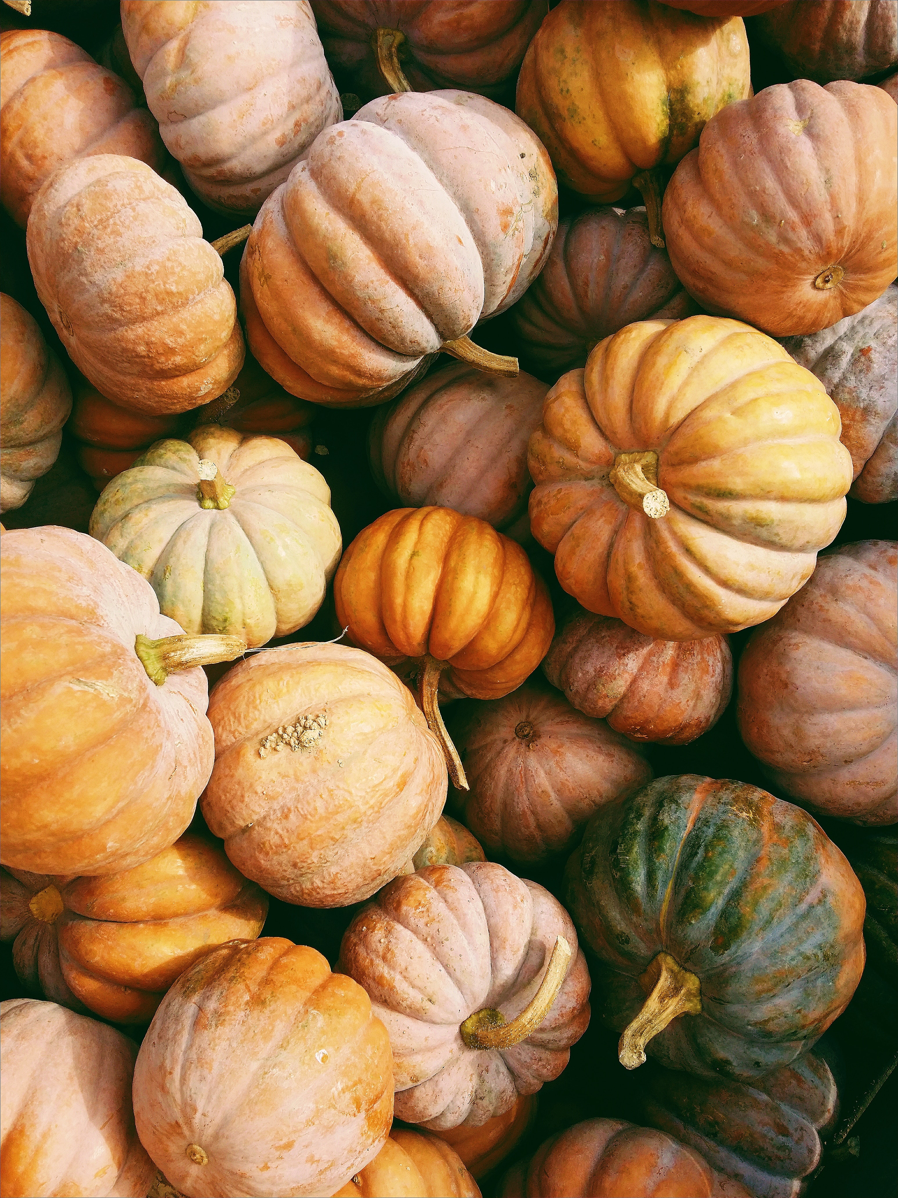 a bunch of pumpkins, different colors.