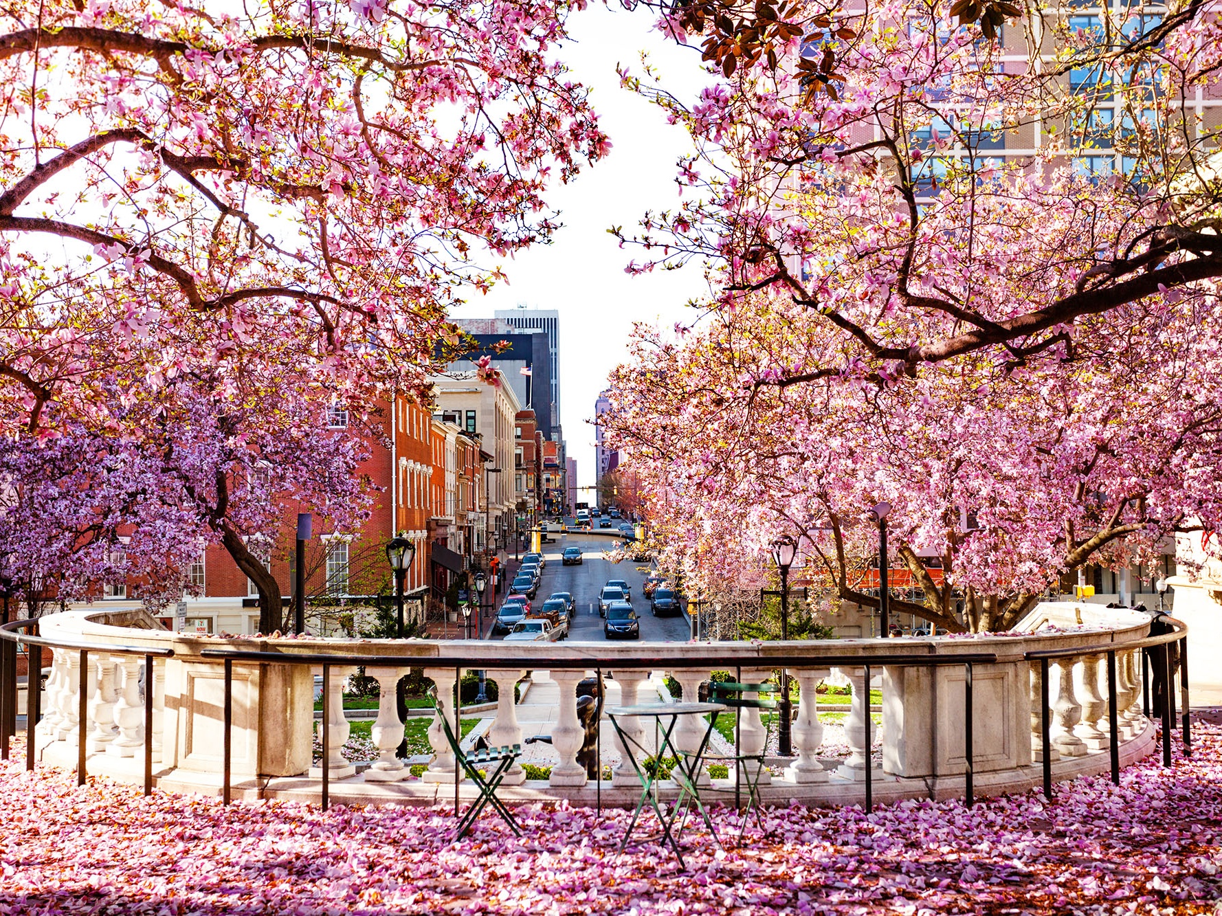 Magnolia tree blossoms on a city background