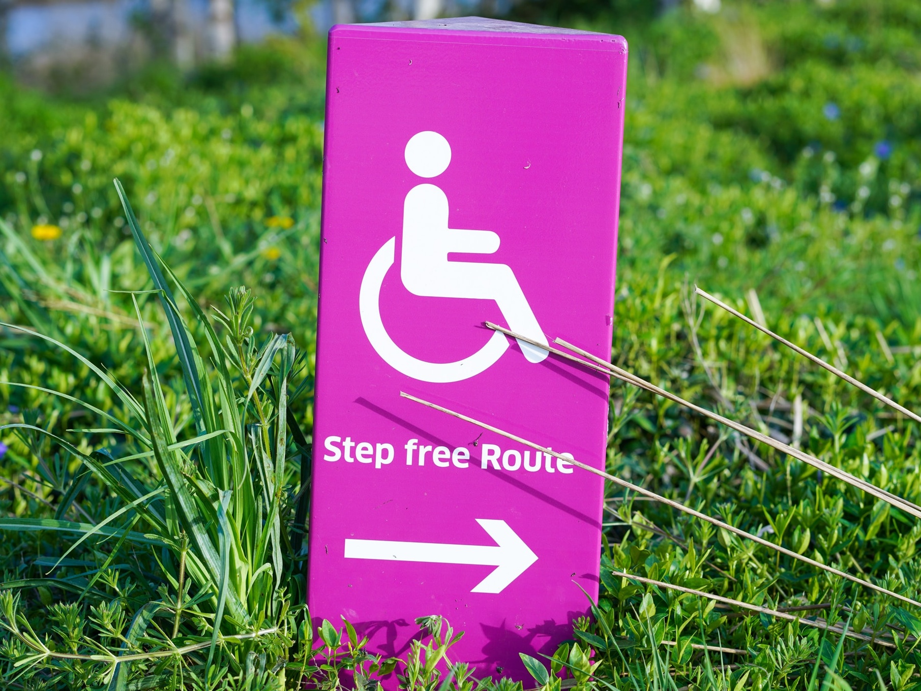 Bright pink Accessible route sign with accessibility icon and directional arrow