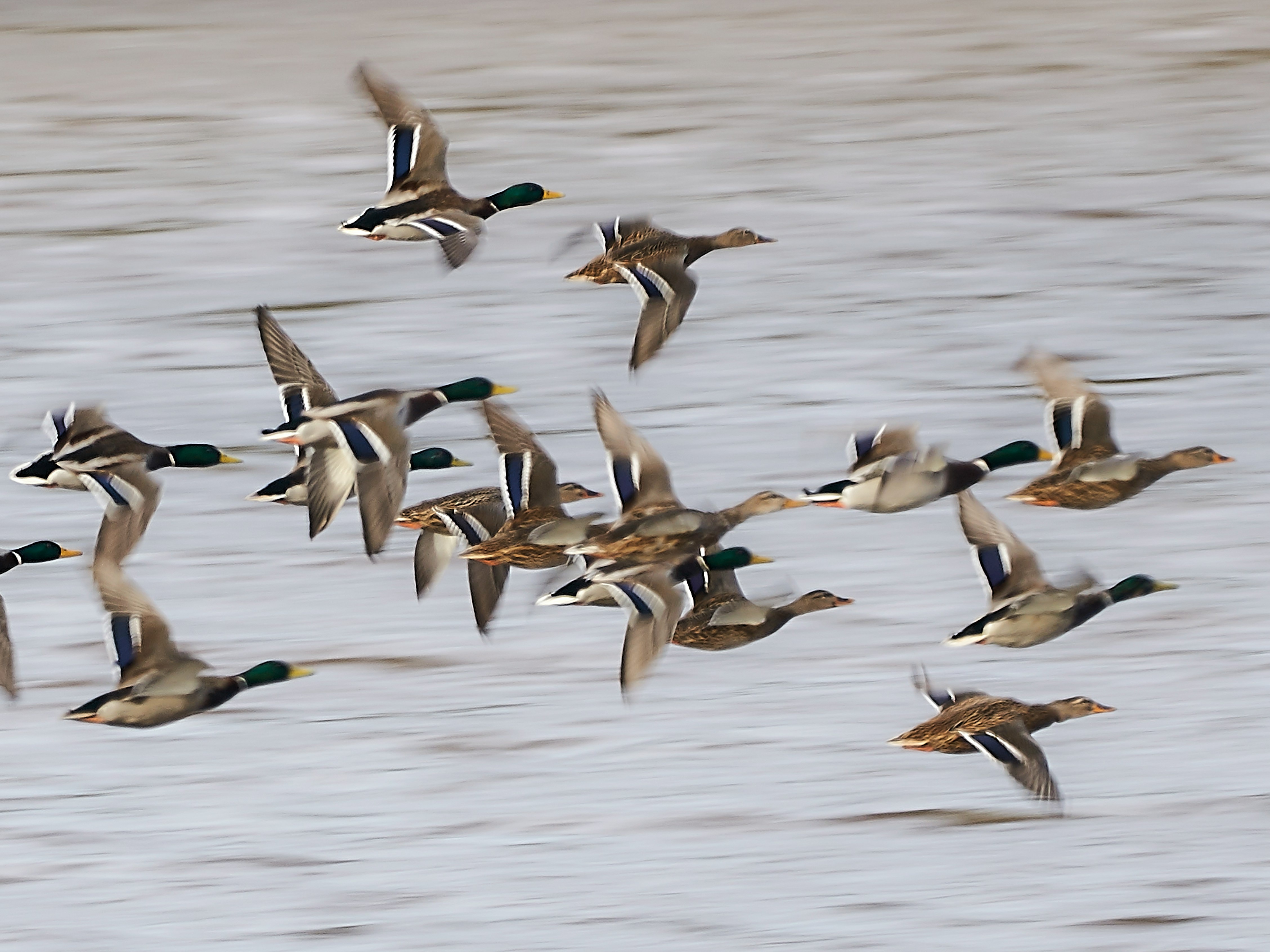 ducks flying on a V formation over water